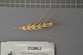 Click for 1 image(s) for this accession. Spike
